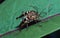 Mating Striped Longhorn Beetles