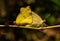 Mating Sulphur butterflies