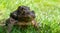 mating toads in spring, a pair of male and female toads on the grass