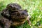 mating toads in spring, a pair of male and female toads on the grass