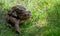 mating toads in spring, a pair of male and female toads on the grass