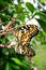 Mating tropical butterfly