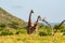 Mating of two giraffes in the savannah