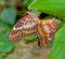 Mating between two orange-white butterflies