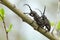 Mating weaver beetles, Lamia textor on willow twig