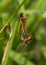 Mating White-faced Meadowhawks