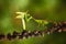 Matins eating mantis, two green insect praying mantis on flower, Mantis religiosa, action scene, Czech republic