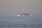 Matosinhos, Portugal - September 29, 2015: Taditional portuguese sardine fishing wooden trawler sailing towards Leixoes harbor in