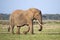 Matriach African elephant with tusks