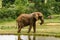 Matriarch African Elephants by a Pond at a the North Carolina Zoological Park