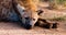 Matriarch Spotted Hyena Relaxing outside of the Den at sunset , African Safari