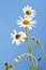 Matricaria chamomilla, chamomile against blue sky