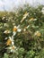 Matricaria Chamomilla flowers.