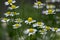 Matricaria chamomilla scented mayweed in bloom