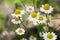 Matricaria chamomilla scented mayweed in bloom