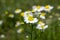 Matricaria chamomilla scented mayweed in bloom