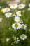 Matricaria chamomilla scented mayweed in bloom