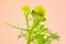 Matricaria discoidea, or pineappleweed, or wild chamomile, or di