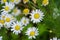 Matricaria is a genus of flowering plants in the chamomile tribe This is a generic name mayweed This is a common cause of natural