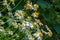 Matricaria is a genus of flowering plants in the chamomile tribe This is a generic name mayweed This is a common cause of natural