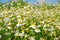Matricaria recutita Matricaria chamomilla flowers