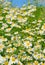 Matricaria recutita (Matricaria chamomilla) flowers