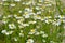 Matricaria recutita or Wild chamomile - valuable medicinal plant.