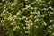 Matrikariya flowers in the garden. white Tanacetum parthenium blossoms