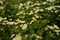 Matrikariya flowers in the garden. white Tanacetum parthenium blossoms