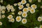 Matrikariya flowers in the garden. white Tanacetum parthenium blossoms