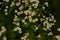 Matrikariya flowers in the garden. white Tanacetum parthenium blossoms