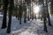 Matschacher Gupf - Morning vibes of sun rays shinning through dense forest in Carinthia, Austria