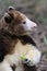 Matschie\'s Tree kangaroo (Dendrolagus matschiei)