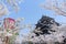 Matsue castle with sakura blooming season