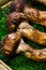 Matsutake mushroom