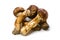 Matsutake mushroom