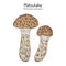 Matsutake Tricholoma matsutake , edible mushroom