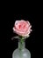 Matte glass vase with delicate pink roses on dark background