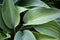 Matte green  hosta leaves, large fresh green  leaves hostas, plantain lilies, giboshi. Green background