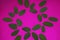 The matte green leaves were shot on a neon pink background