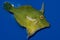 Matted Filefish