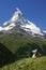 Matterhorn and a Cow