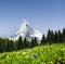 Matterhorn with gentian meadow in Swiss