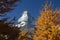 Matterhorn peak framed by yellow pines