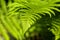 Matteuccia struthiopteris - an ostrich fern closeup with perfect