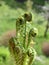 Matteuccia struthiopteris Ostrich fern foliage