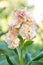 Matthiola incana, or commonly called Stock. Beautiful blush peachy colored double stock flowers, known to be highly scented.