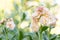 Matthiola incana, or commonly called Stock. Beautiful blush peachy colored double stock flowers, known to be highly scented.