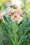 Matthiola incana, or commonly called Stock. Beautiful blush peachy colored double stock flowers, known to be highly scented.