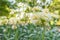 Matthiola incana, or commonly called Stock. Beautiful pastel creamy yellow double stock flowers, known to be highly scented.